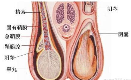睾丸炎与哪些原因有关