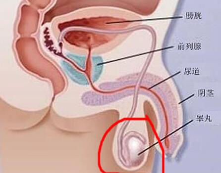 引发睾丸炎的不良习惯