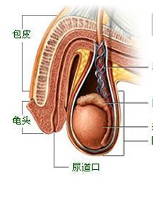 做睾丸炎手术多少钱