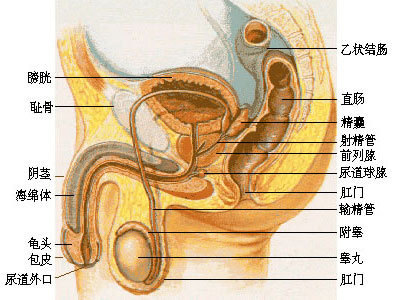 前列腺囊肿病因