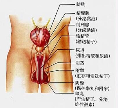 前列腺囊肿的运动有哪些