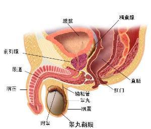 专家为您揭秘前列腺囊肿的四大危害