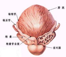 前列腺